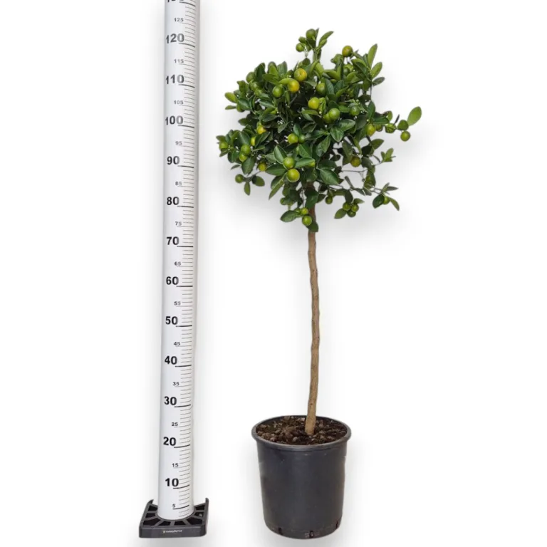 Kalamondyna - drzewko cytrusowe (Citrofortunella) 125cm