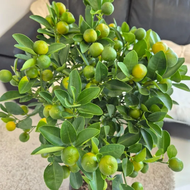 Kalamondyna - drzewko cytrusowe (Citrofortunella) 125cm