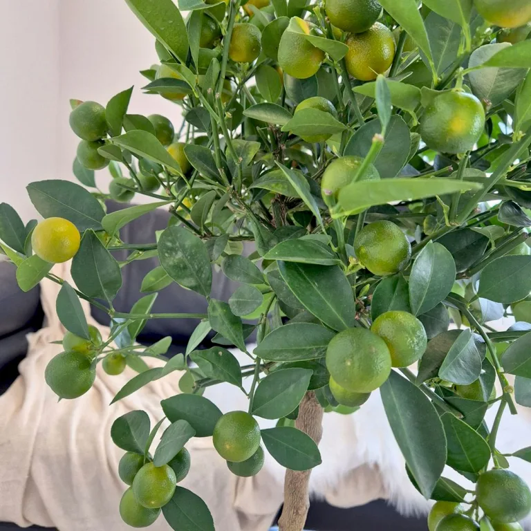 Kalamondyna - drzewko cytrusowe (Citrofortunella) 125cm