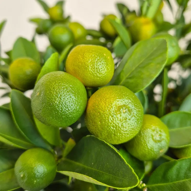 Kalamondyna - drzewko cytrusowe (Citrofortunella) 125cm