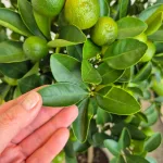 Kalamondyna - drzewko cytrusowe (Citrofortunella) 125cm