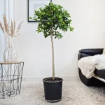 Kalamondyna - drzewko cytrusowe (Citrofortunella) 125cm