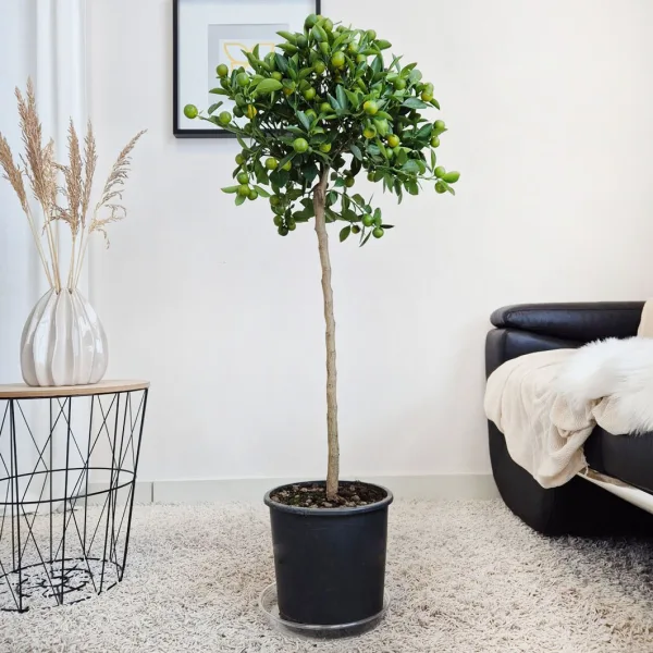 Kalamondyna - drzewko cytrusowe (Citrofortunella) 125cm