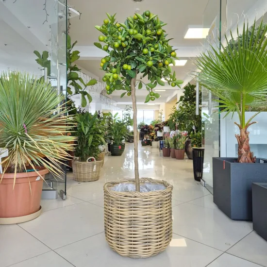 Kalamondyna – drzewko cytrusowe (Citrofortunella)