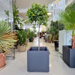 Kalamondyna - drzewko cytrusowe (Citrofortunella) 125cm