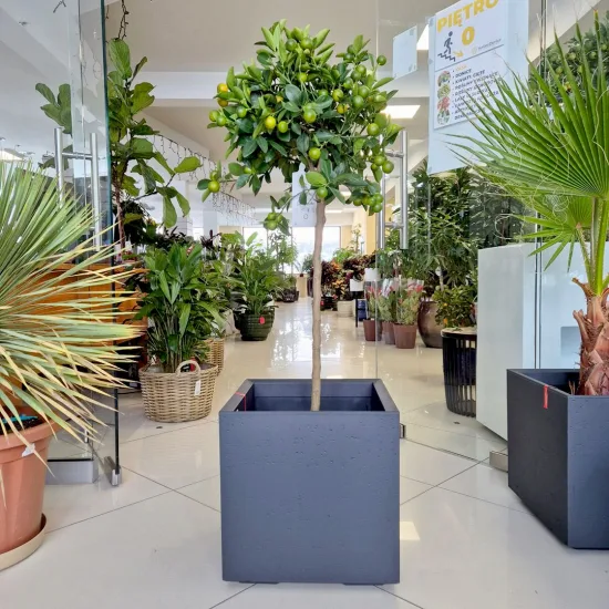 Kalamondyna – drzewko cytrusowe (Citrofortunella)