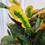 Kroton pstry trójskrzyn (Codiaeum variegatum 'Mammi') 60cm