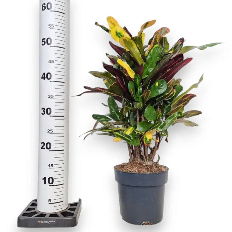Kroton pstry trójskrzyn (Codiaeum variegatum 'Mammi') 60cm