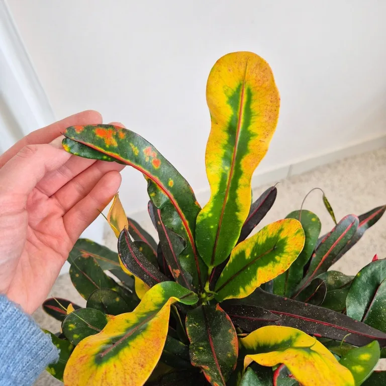 Kroton pstry trójskrzyn (Codiaeum variegatum 'Mammi') 60cm