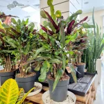 Kroton pstry trójskrzyn (Codiaeum variegatum 'Mammi') 60cm