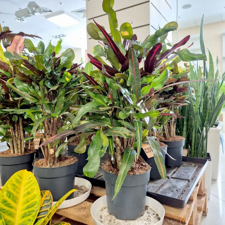 Kroton pstry trójskrzyn (Codiaeum variegatum 'Mammi') 60cm