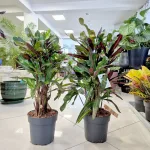 Kroton pstry trójskrzyn (Codiaeum variegatum 'Mammi') 60cm