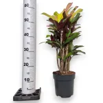 Kroton pstry trójskrzyn (Codiaeum variegatum 'Wilma') 60cm