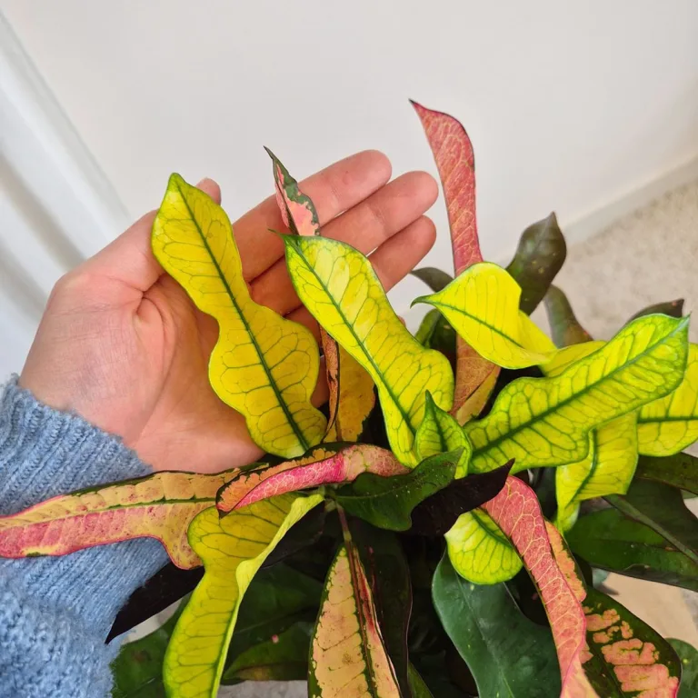 Kroton pstry trójskrzyn (Codiaeum variegatum 'Wilma') 60cm