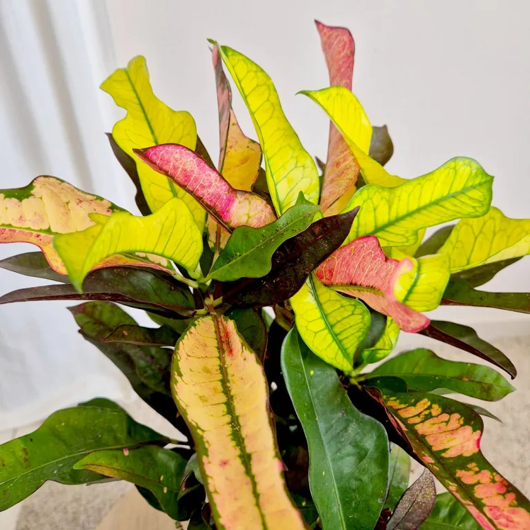 Kroton pstry trójskrzyn (Codiaeum variegatum 'Wilma') 60cm