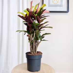 Kroton pstry trójskrzyn (Codiaeum variegatum 'Wilma') 60-65cm