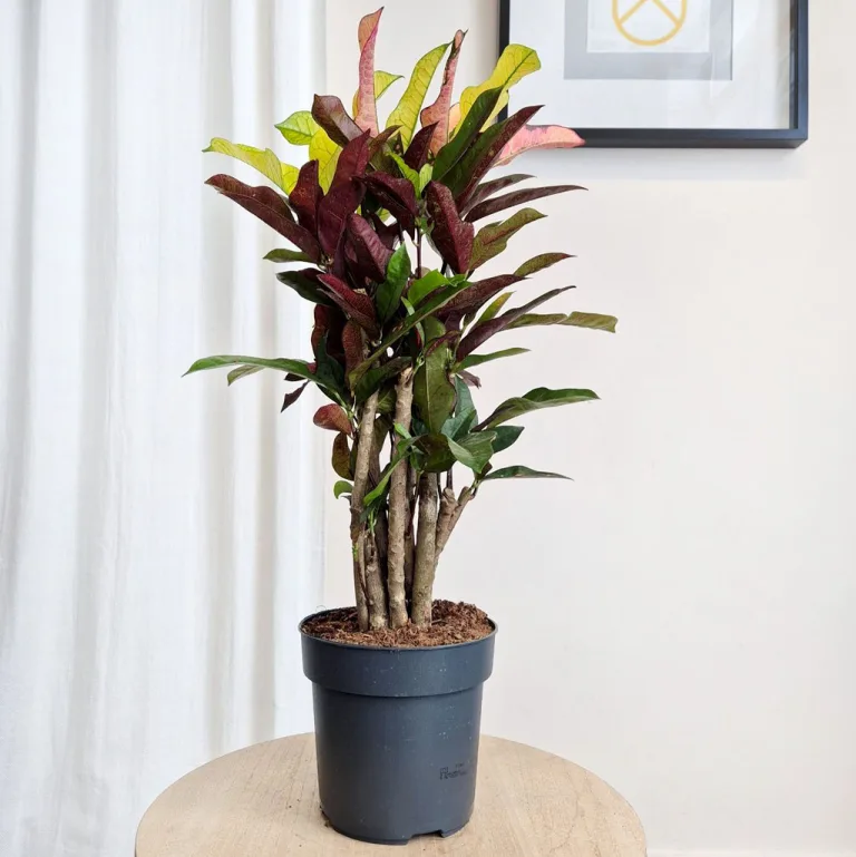 Kroton pstry trójskrzyn (Codiaeum variegatum 'Wilma') 60cm