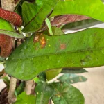 Kroton pstry trójskrzyn (Codiaeum variegatum 'Wilma') 60cm