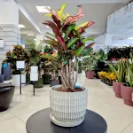 Kroton pstry trójskrzyn (Codiaeum variegatum 'Wilma') 60cm