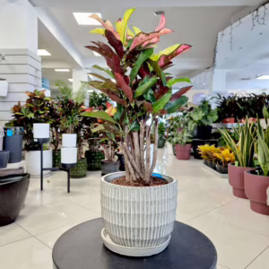 Kroton pstry trójskrzyn (Codiaeum variegatum 'Wilma') 60-65cm