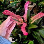 Kroton pstry trójskrzyn (Codiaeum variegatum 'Wilma') 60cm