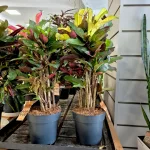 Kroton pstry trójskrzyn (Codiaeum variegatum 'Wilma') 60cm