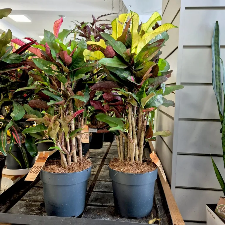 Kroton pstry trójskrzyn (Codiaeum variegatum 'Wilma') 60cm
