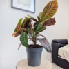 Kroton pstry trójskrzyn (Codiaeum 'Petra’)