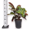 Kroton pstry trójskrzyn (Codiaeum 'Petra’)