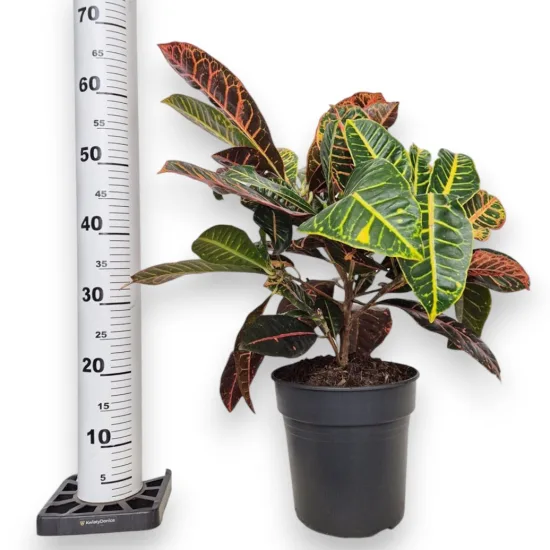 Kroton pstry trójskrzyn (Codiaeum 'Petra’)