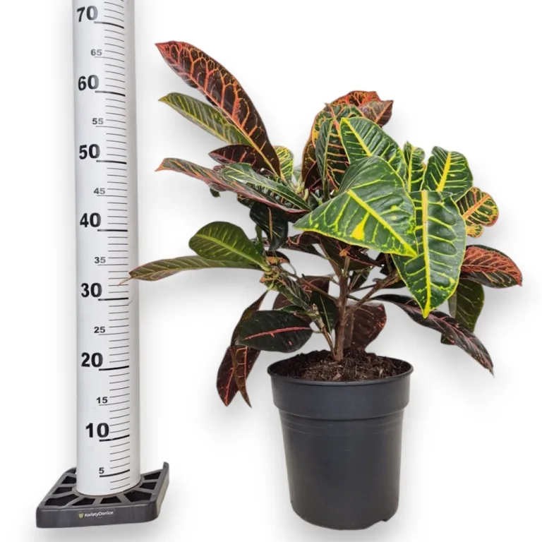 Kroton pstry trójskrzyn (Codiaeum 'Petra') 65cm