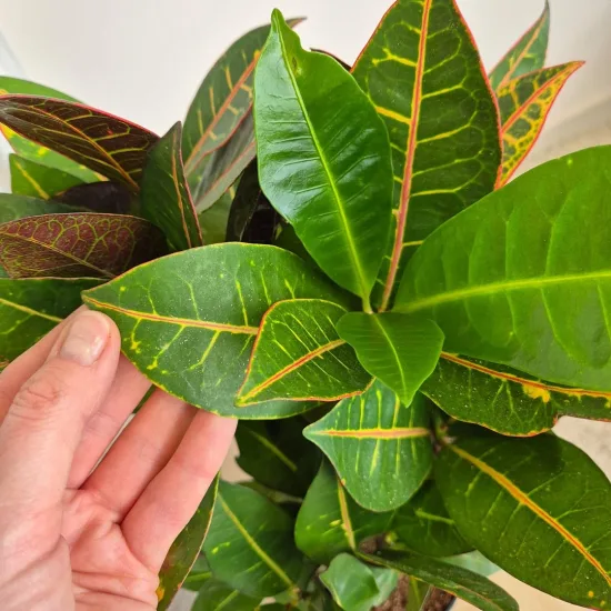 Kroton pstry trójskrzyn (Codiaeum 'Petra’)