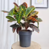 Kroton pstry trójskrzyn (Codiaeum 'Petra’)