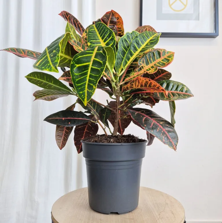 Kroton pstry trójskrzyn (Codiaeum 'Petra') 65cm