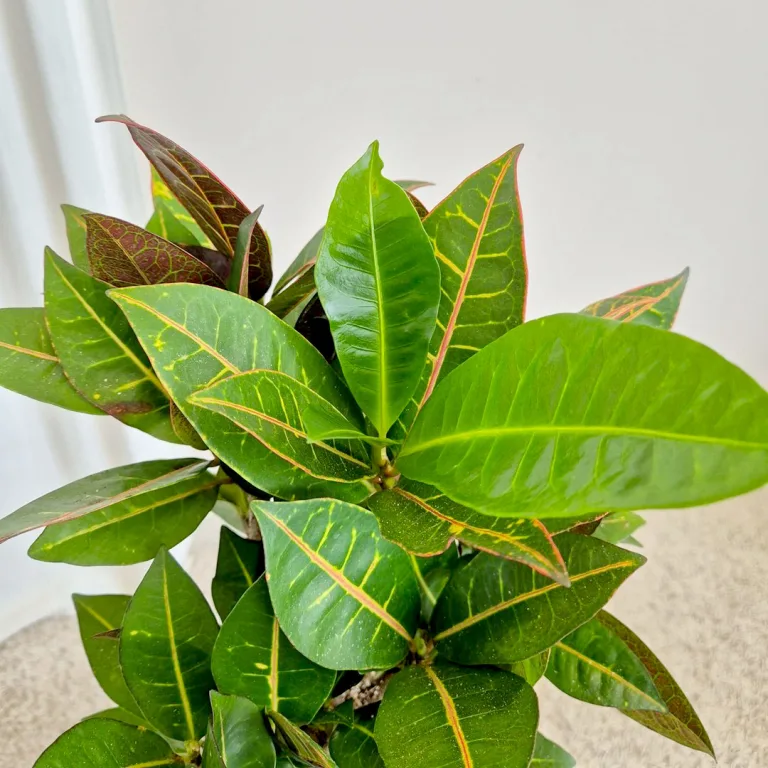 Kroton pstry trójskrzyn (Codiaeum 'Petra') 55cm