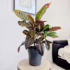 Kroton pstry trójskrzyn (Codiaeum 'Petra’)