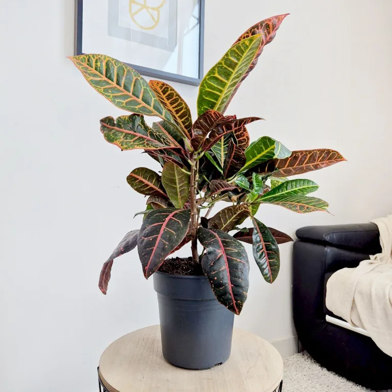 Kroton pstry trójskrzyn (Codiaeum 'Petra') 65cm