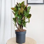 Kroton pstry trójskrzyn (Codiaeum 'Petra') 55cm