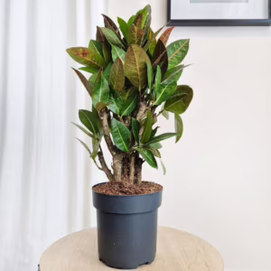 Kroton pstry trójskrzyn (Codiaeum 'Petra') 50-55cm