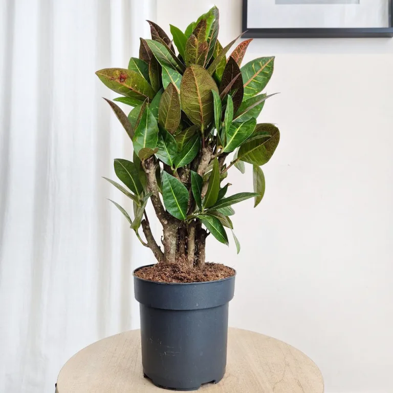 Kroton pstry trójskrzyn (Codiaeum 'Petra') 55cm