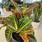 Kroton pstry trójskrzyn (Codiaeum 'Petra') 65cm