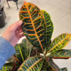 Kroton pstry trójskrzyn (Codiaeum 'Petra’)