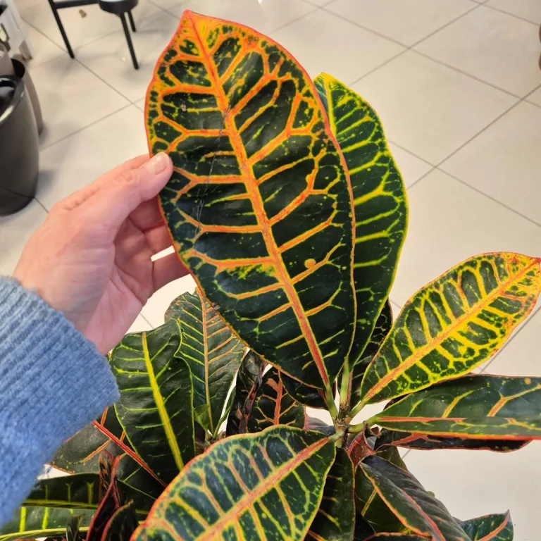 Kroton pstry trójskrzyn (Codiaeum 'Petra') 65cm