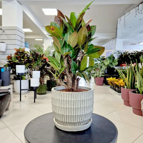 Kroton pstry trójskrzyn (Codiaeum 'Petra’)