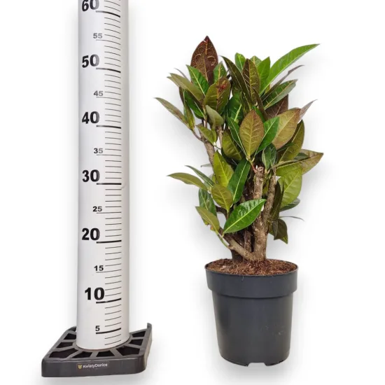 Kroton pstry trójskrzyn (Codiaeum 'Petra’)