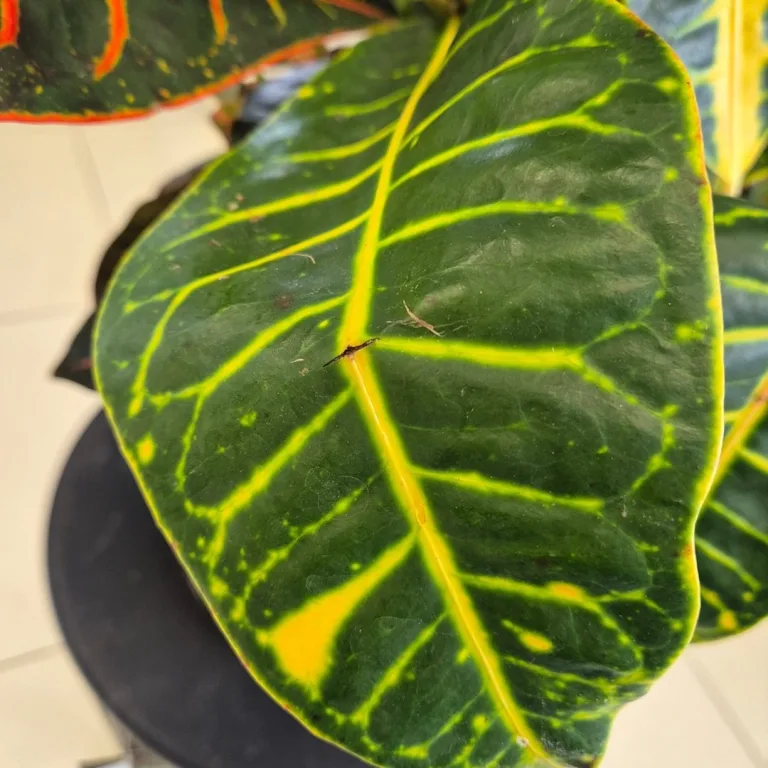 Kroton pstry trójskrzyn (Codiaeum 'Petra') 65cm