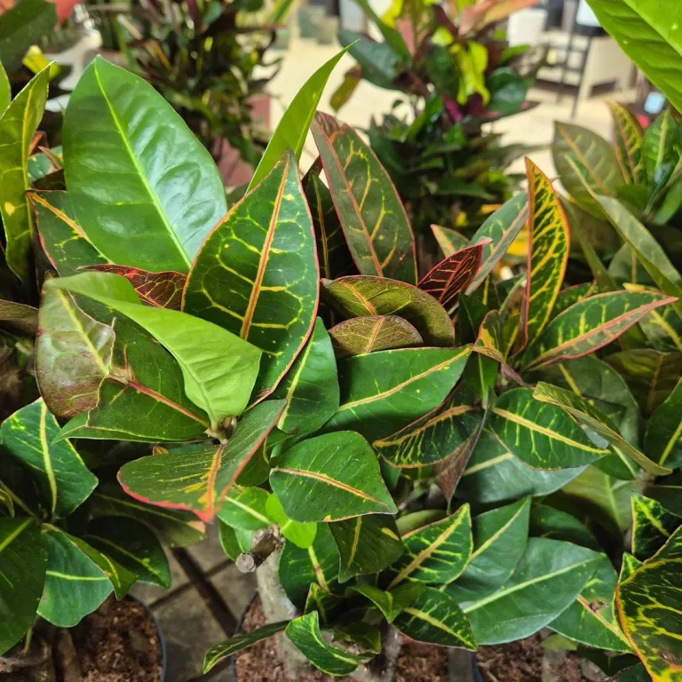 Kroton pstry trójskrzyn (Codiaeum 'Petra') 55cm