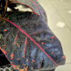 Kroton pstry trójskrzyn (Codiaeum 'Petra’)