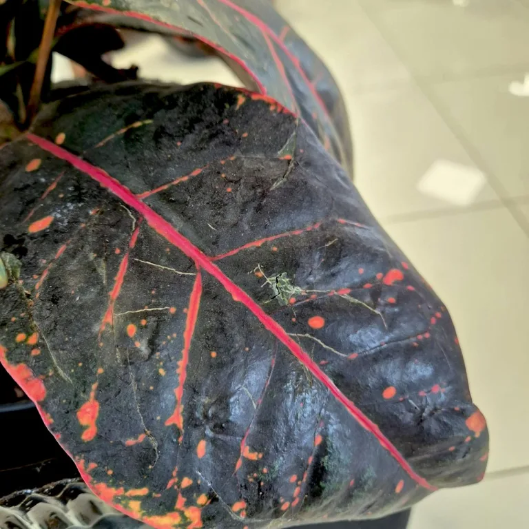 Kroton pstry trójskrzyn (Codiaeum 'Petra') 65cm