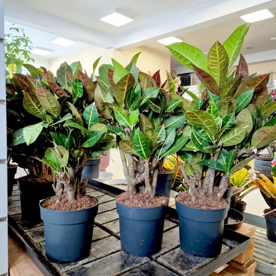 Kroton pstry trójskrzyn (Codiaeum 'Petra’)